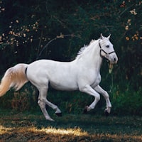 Pferd