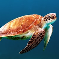 Schildkröte