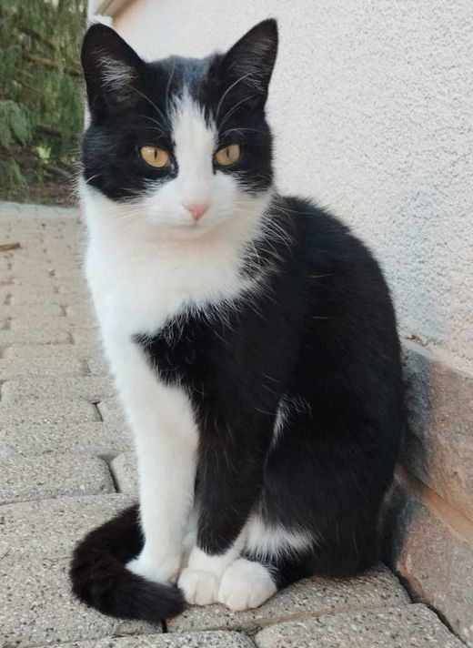 Europäisch Kurzhaar, schwarz-weiß