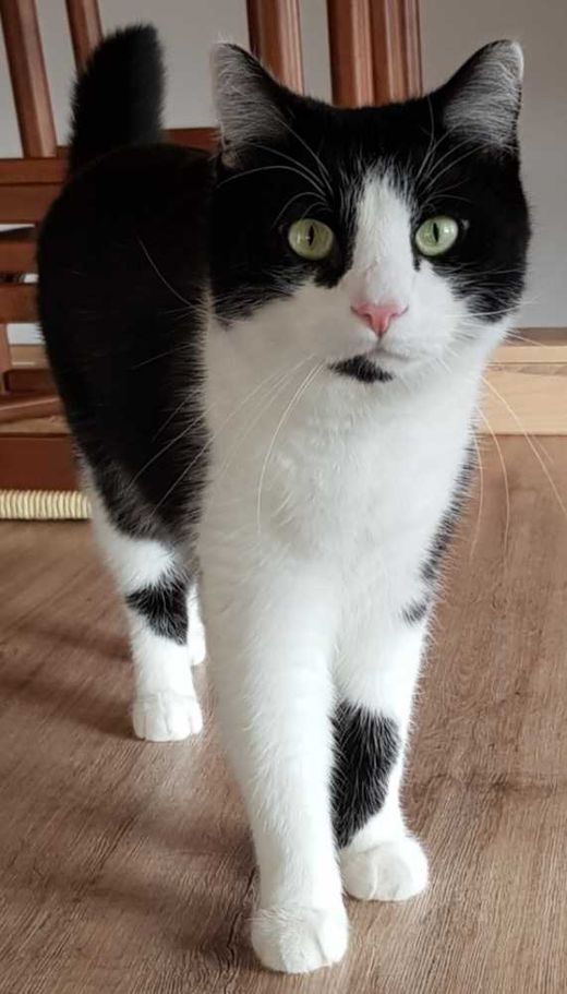 Hauskatze, weiß mit schwarz