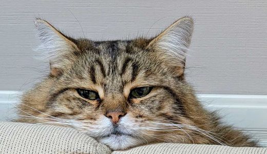Sibirische Katze, black-tabby