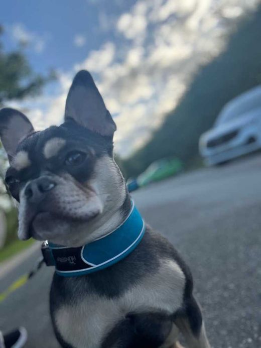 Französische Bulldogge, lilac tan