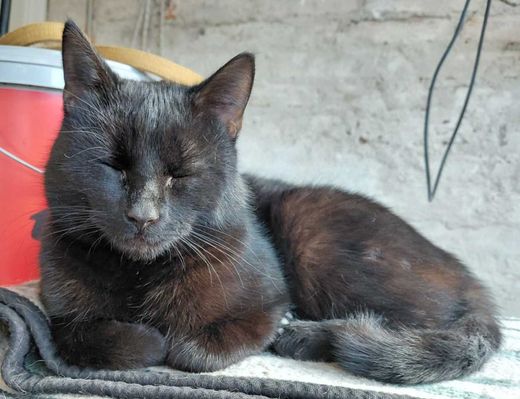 Hauskatze-Europäisch Kurzhaar-Mix, Schwarz
