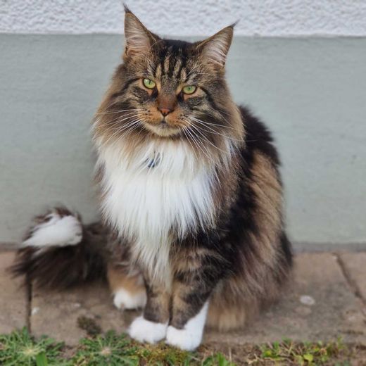 Maine Coon, Braun/schwarz getigèrt