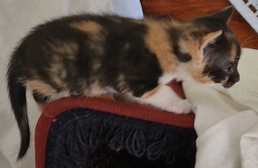 Hauskatze, dreifarbig