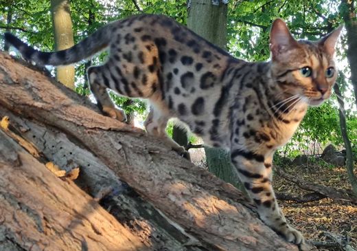 Bengal Cat, gelb-rot-schwarz