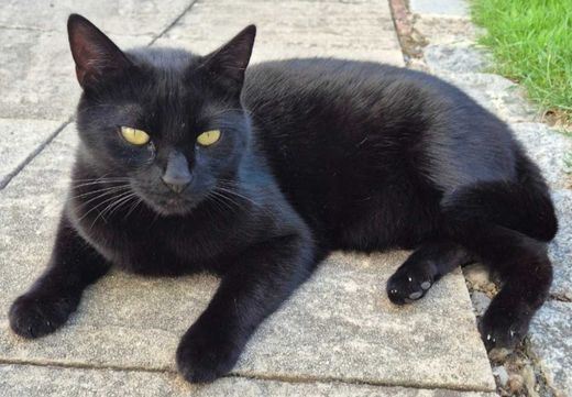 Hauskatze, schwarz