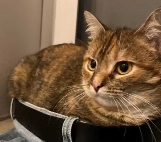 Hauskatze, getigert