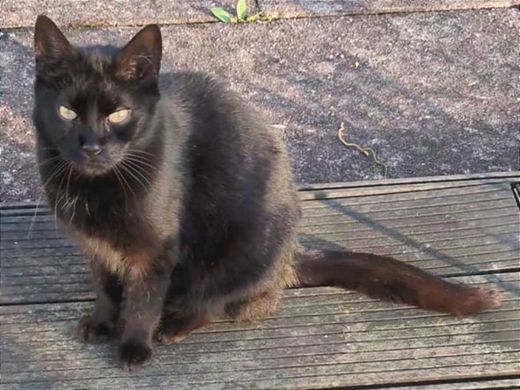 Hauskatze, schwarz