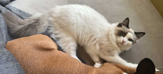 Ragdoll, beige-weiß