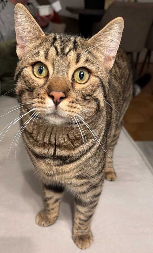 Bengal Cat-Europäisch Kurzhaar-Mix, braun-schwarz getigert