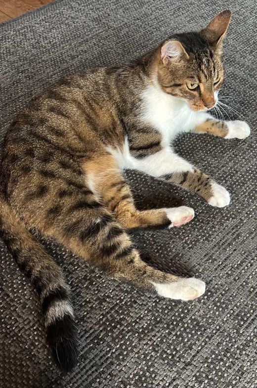 Hauskatze, braun getigert mit weiß