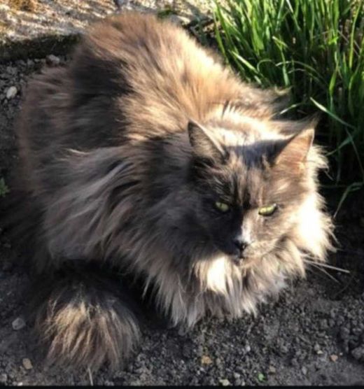 Maine Coon, blue-tortie