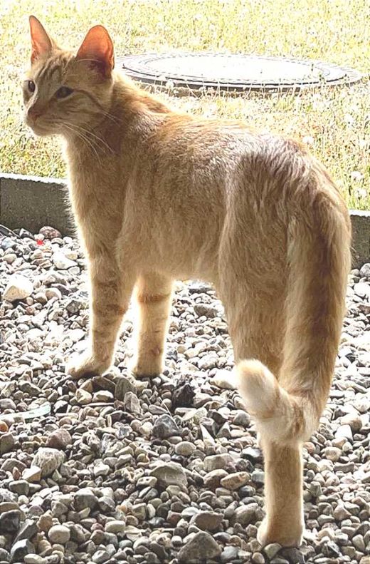 Hauskatze, orange