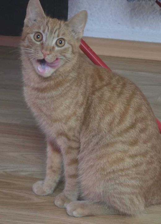 Mischling, rot/orange getigert