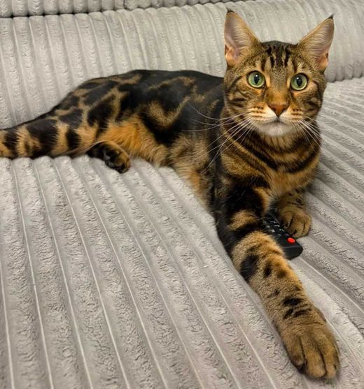 Bengal Cat-Maine Coon-Mix, schwarz braun
