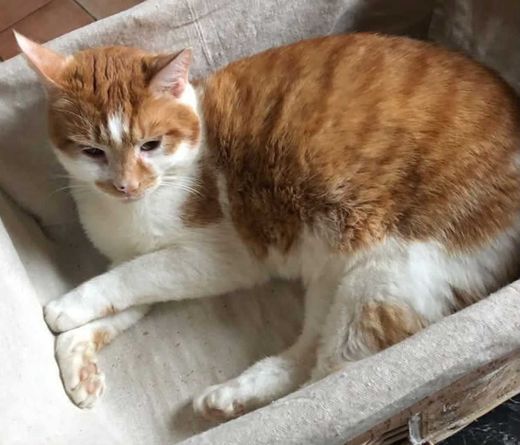 Mischling, orange weiß