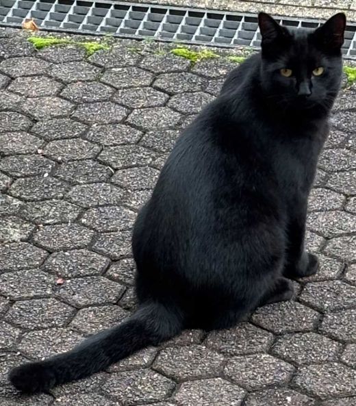 Europäisch Kurzhaar, schwarz