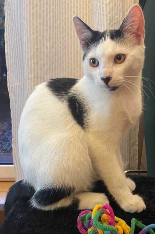 Hauskatze-Europäisch Kurzhaar-Mix, weiß mit schwarzen Abz.
