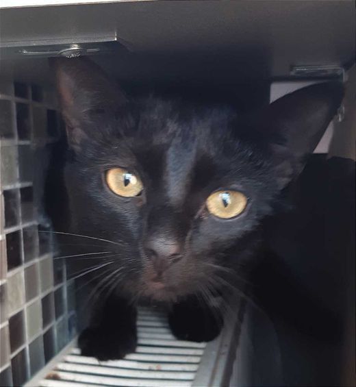 Hauskatze, schwarz