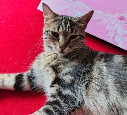 Europäische Langhaarkatze, grau getigert