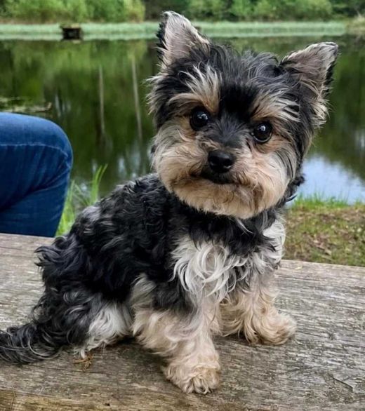 Mini Yorkshire Terrier, schwarz grau