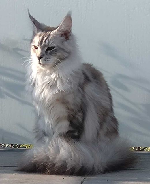 Maine Coon, silber-schwarz-rot-weiß
