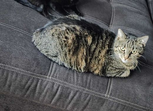 Hauskatze, getigert