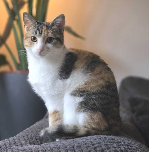 Mischling, Tricolor