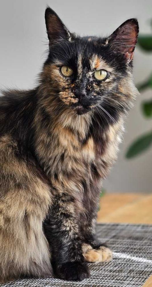 Maine Coon-Mix, schildpatt schwarz-braun