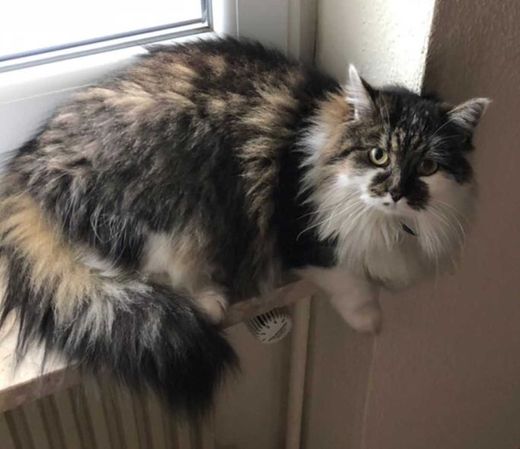 Europäisch Kurzhaar-Angora-Mix, schwarz auf-weiß getigert