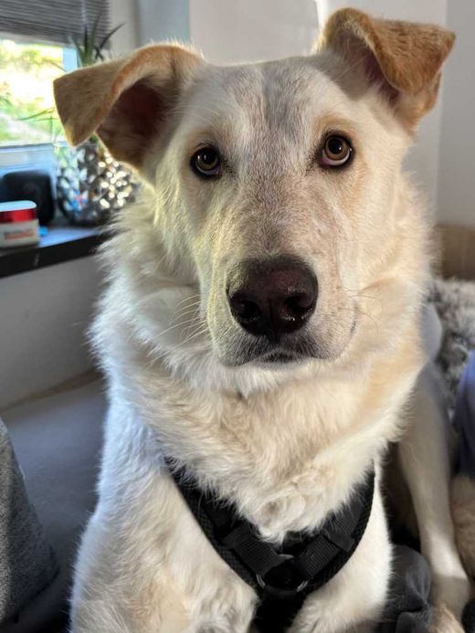 Schäferhund-Mix, Weiß