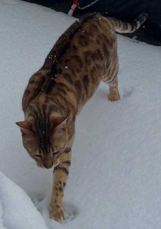 Bengal Cat, seal mink