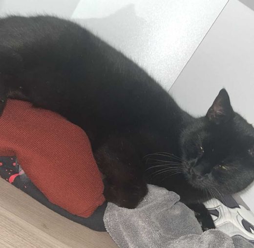 Hauskatze, schwarz getigert