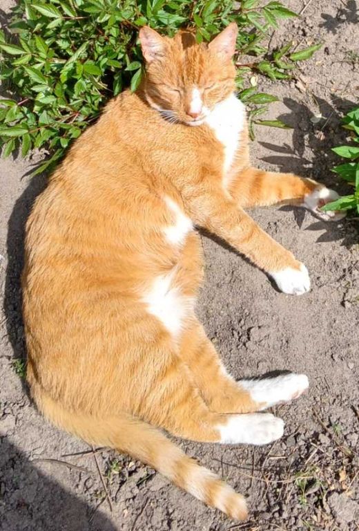 Hauskatze, rot mit weißen Abz.