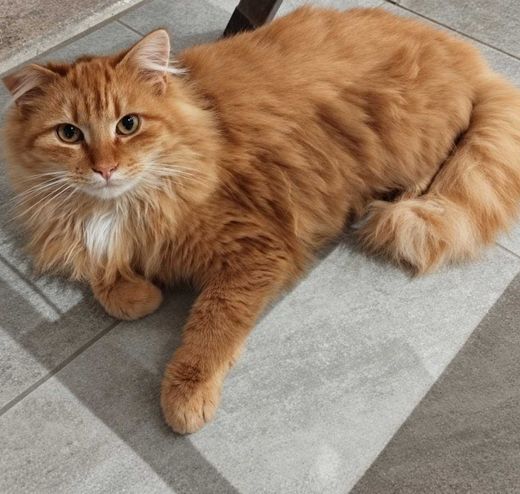 Hauskatze, rot getigert mit weiß