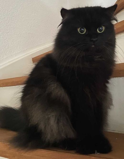 Europäische Langhaarkatze, schwarz