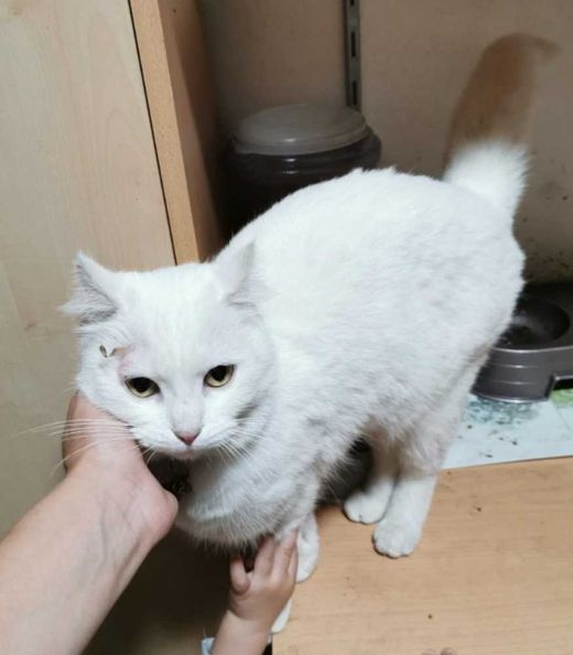 Hauskatze, weiß