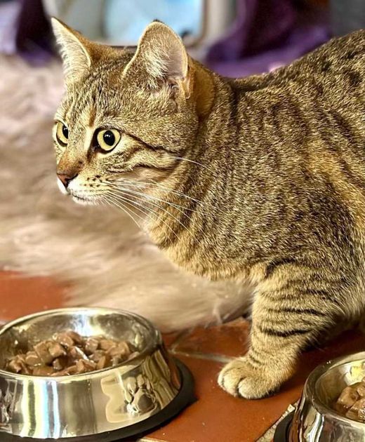 Europäisch Kurzhaar, hell (creme) getigert