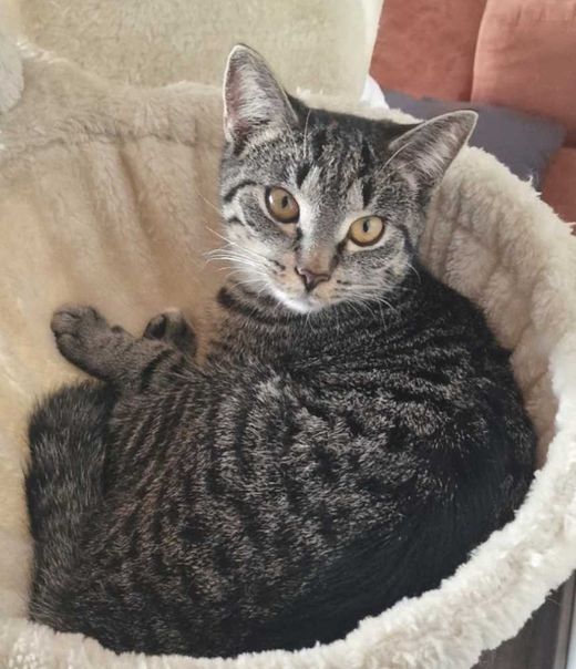 europäische  Hauskatze, grau getigert
