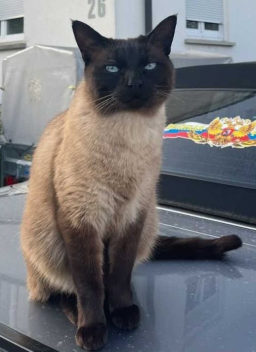 Siamkatze, beige mit dunklen Abz.