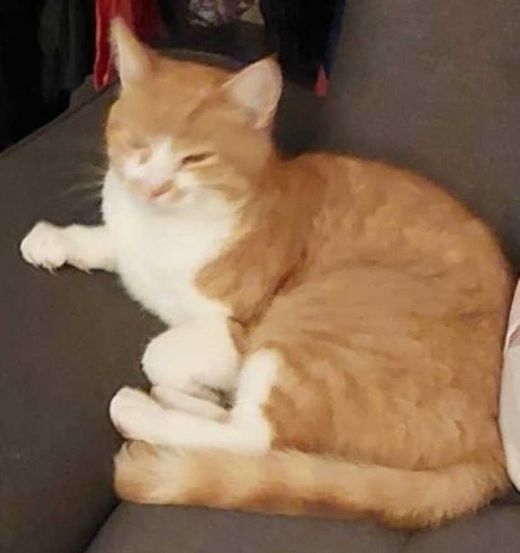 Europäisch Kurzhaar, orange mit weiß
