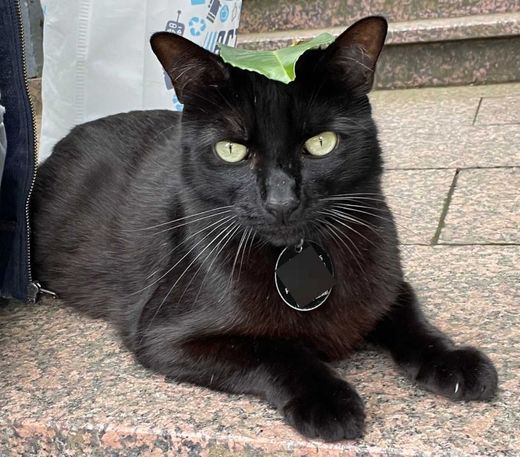 Europäisch Kurzhaar, schwarz