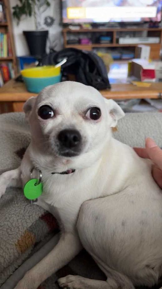 Chihuahua, weiß