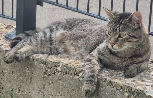 Hauskatze, grau getigert