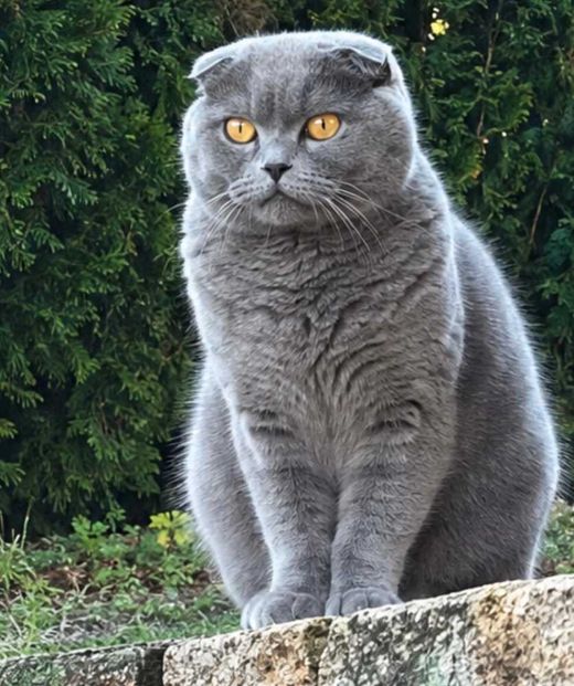 Scottish Fold, grau