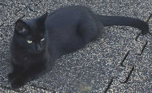 Hauskatze, schwarz