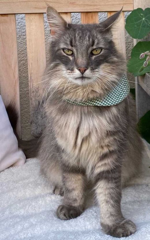 Norwegische Waldkatze, grau getigert