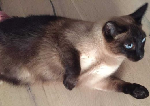 Thai-Sealpoint-Siamkatze-Mix, Braun