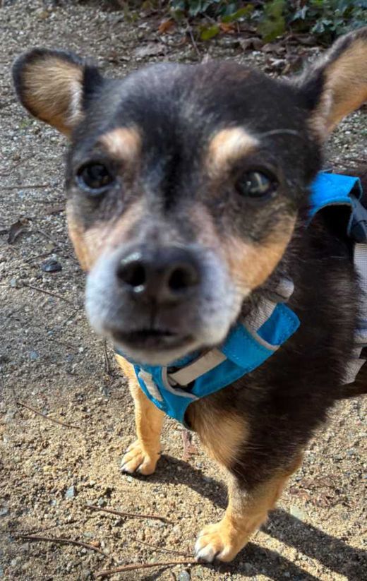 Pinscher-Mix, schwarz-rot-weiß